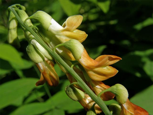 Hrachor žlutý (Lathyrus luteus L.)