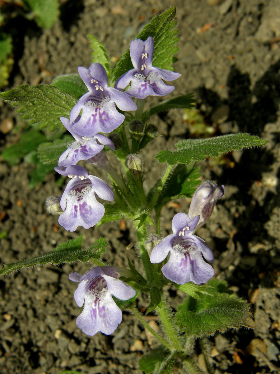 Popenec chlupatý (Glechoma hirsuta W. et K.)