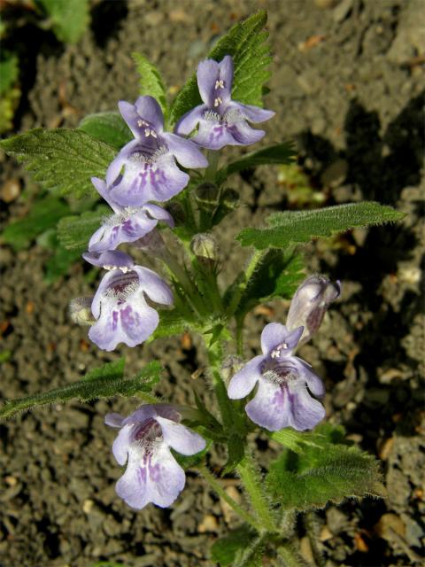 Popenec chlupatý (Glechoma hirsuta W. et K.)