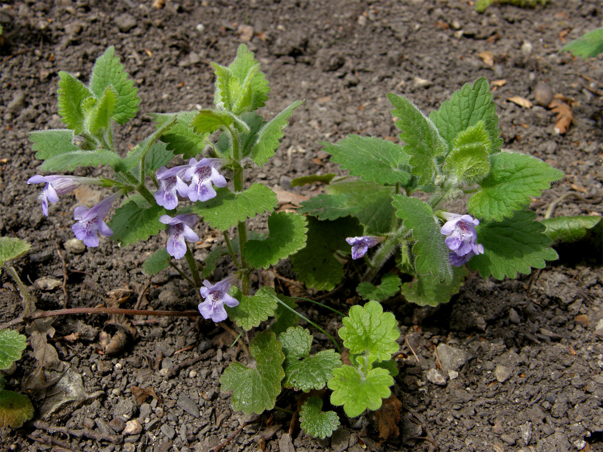 Popenec chlupatý (Glechoma hirsuta W. et K.)