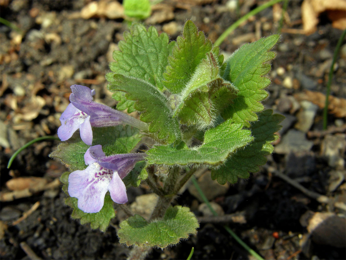 Popenec chlupatý (Glechoma hirsuta W. et K.)