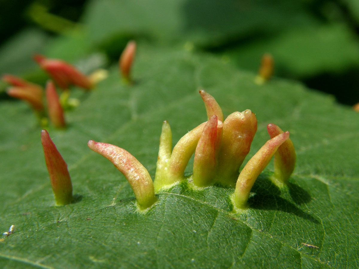 Hálky vlnovníka lipového (Eriophyes tiliae)