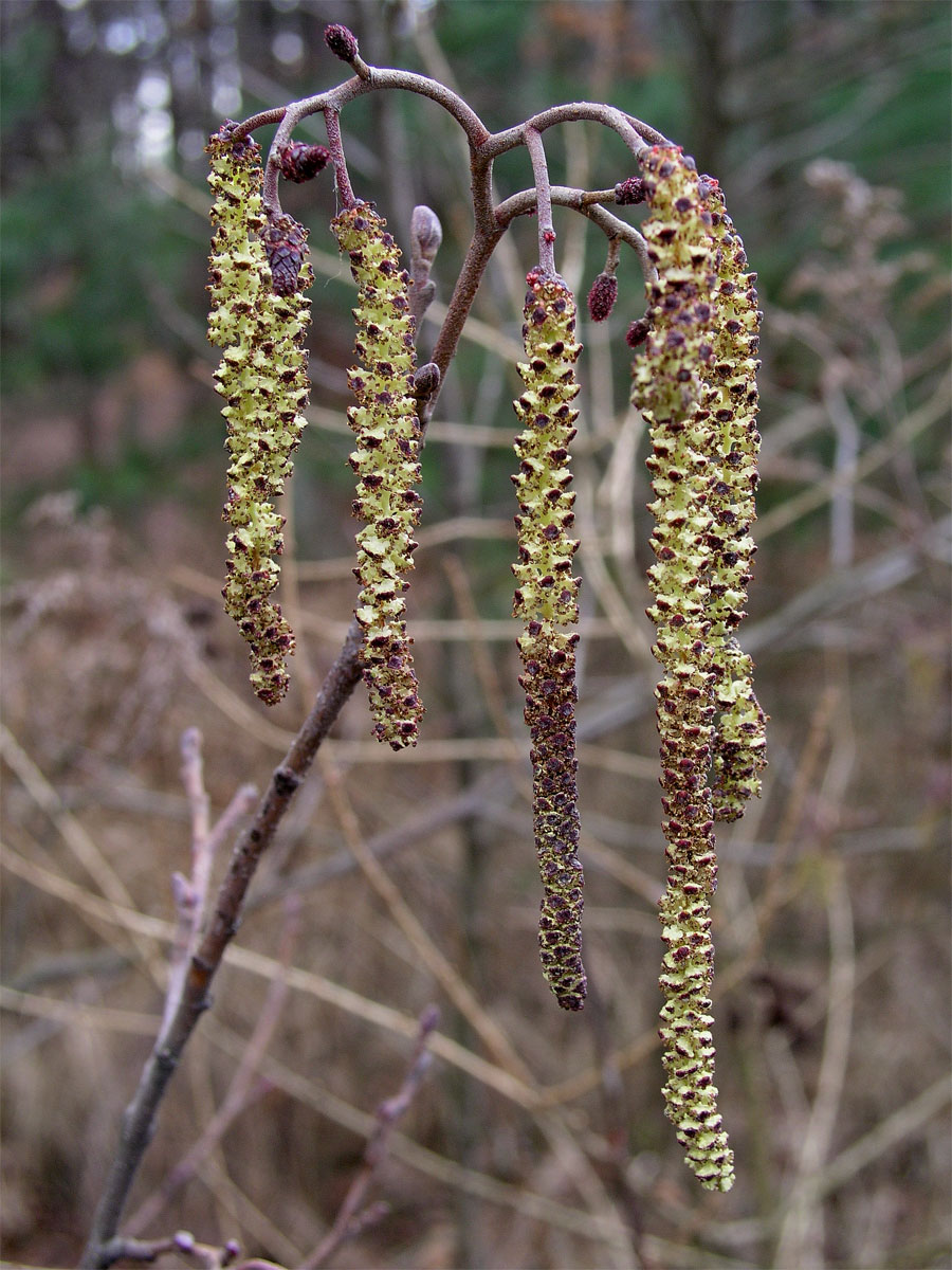 Olše lepkavá (Alnus glutinosa (L.) Gaertn.)