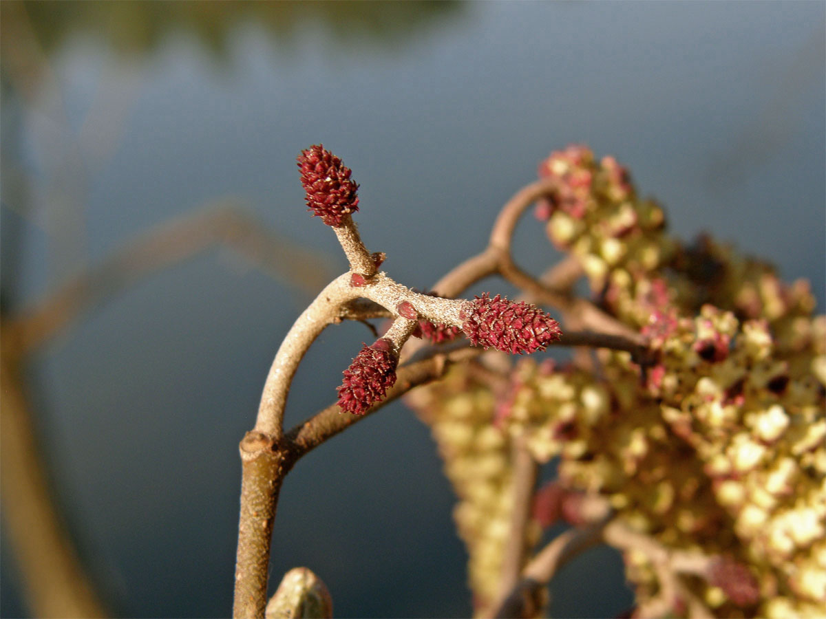 Olše lepkavá (Alnus glutinosa (L.) Gaertn.)