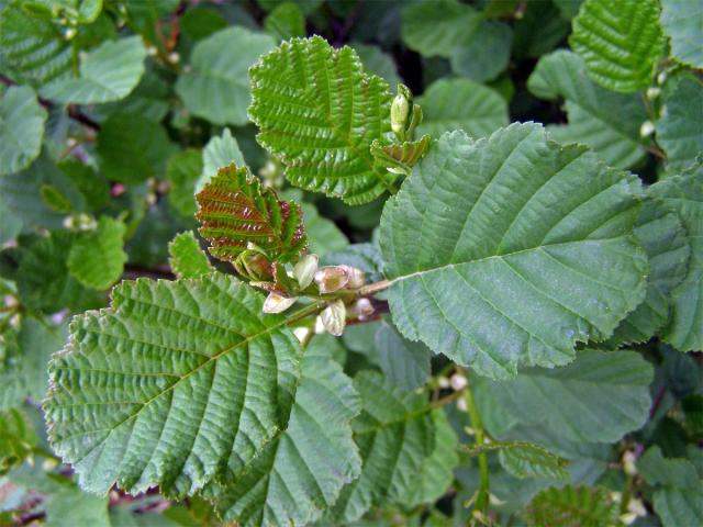 Olše lepkavá (Alnus glutinosa (L.) Gaertn.)