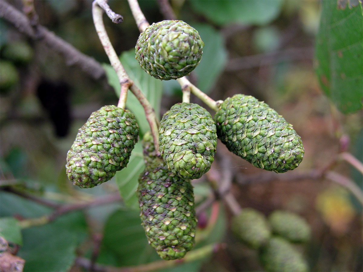 Olše lepkavá (Alnus glutinosa (L.) Gaertn.)