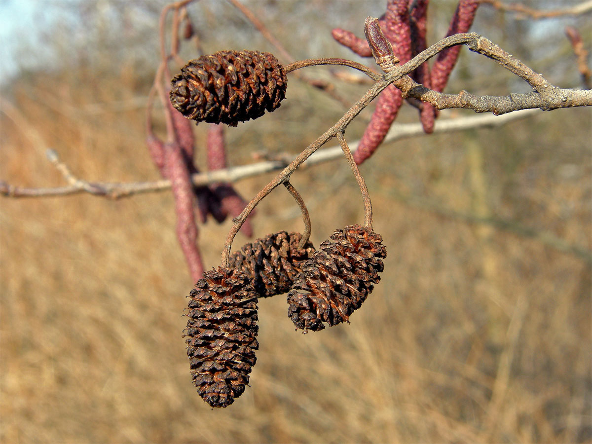 Olše lepkavá (Alnus glutinosa (L.) Gaertn.)