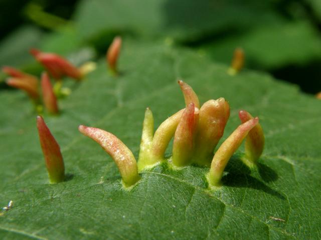 Hálky vlnovníka lipového (Eriophyes tiliae)