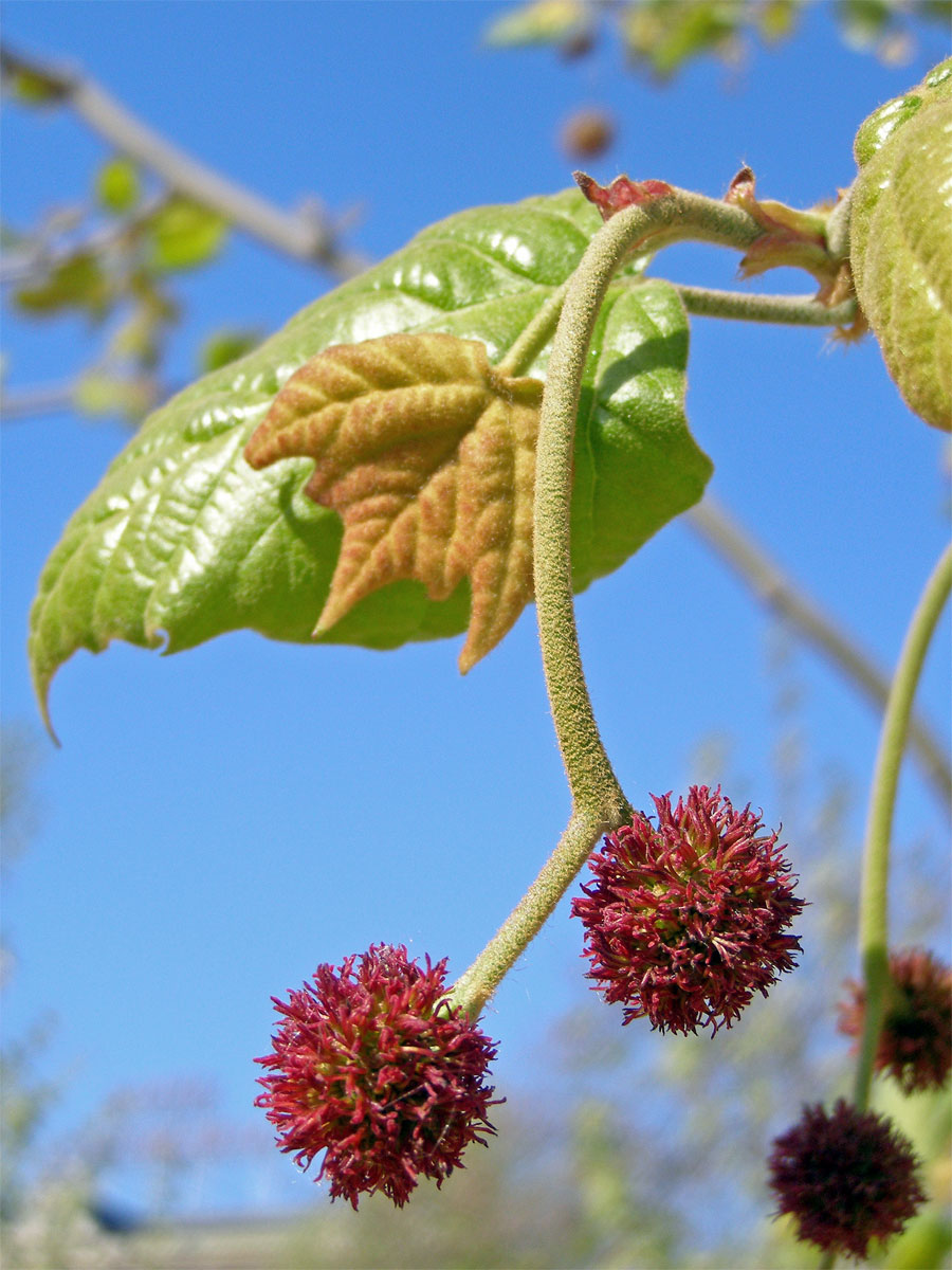 Platan javorolistý (Platanus x hispanica Muenchk.)