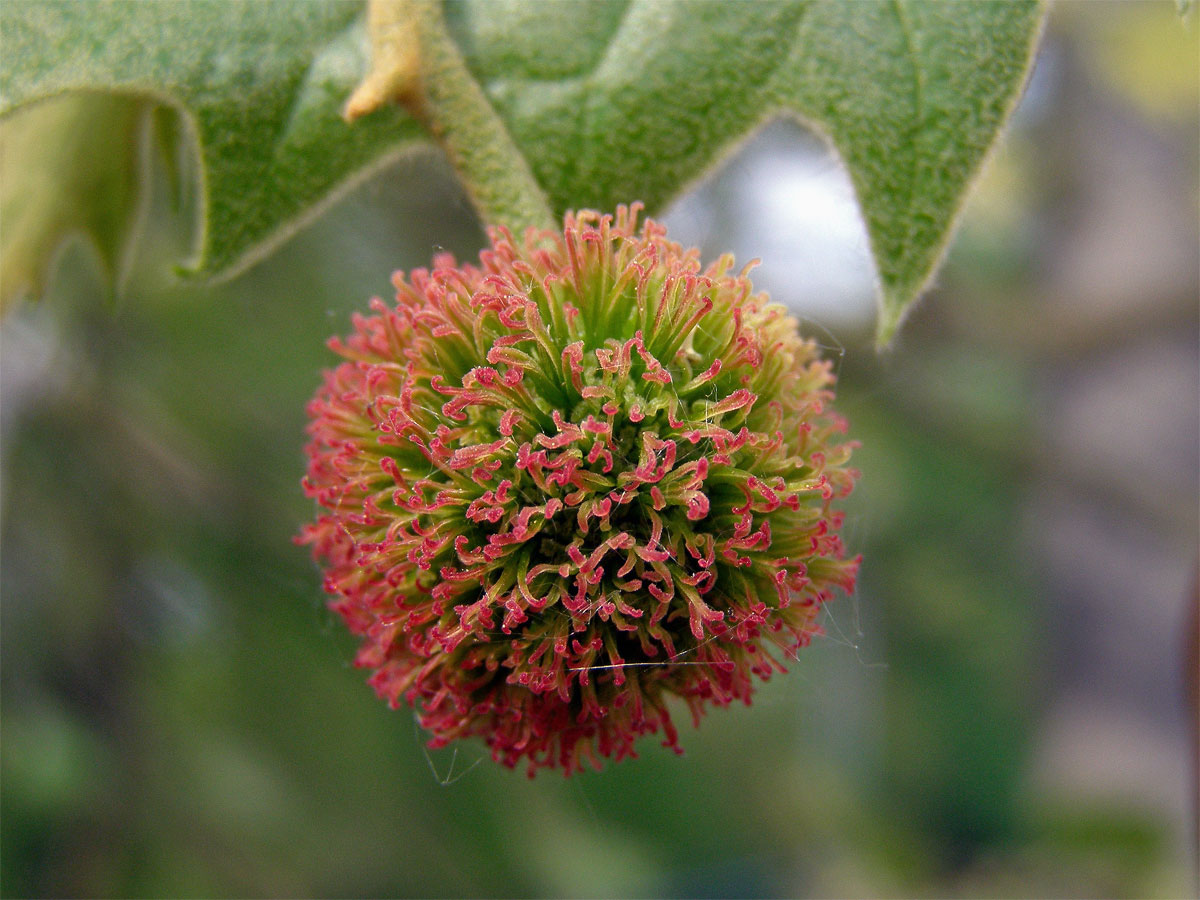 Platan javorolistý (Platanus x hispanica Muenchk.)