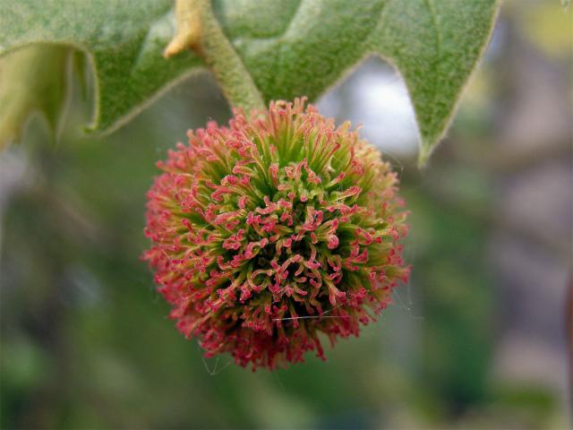 Platan javorolistý (Platanus x hispanica Muenchk.)