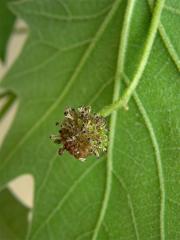 Platan javorolistý (Platanus x hispanica Muenchk.)