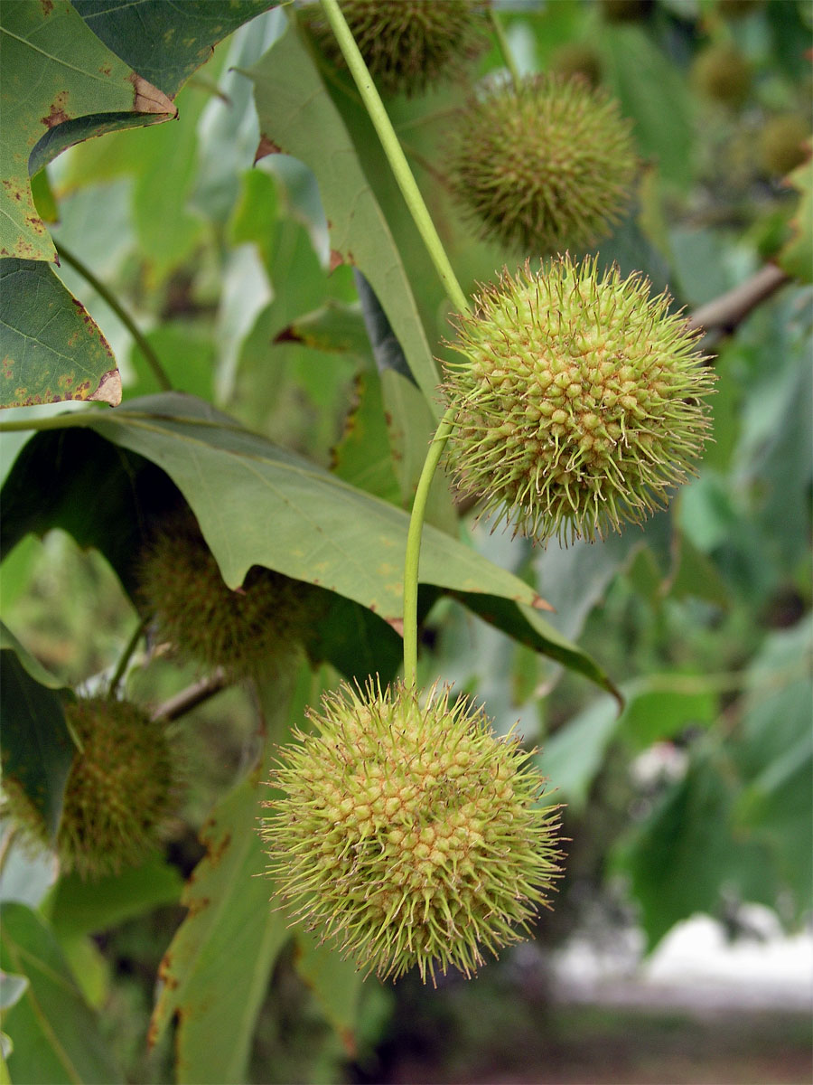 Platan javorolistý (Platanus x hispanica Muenchk.)