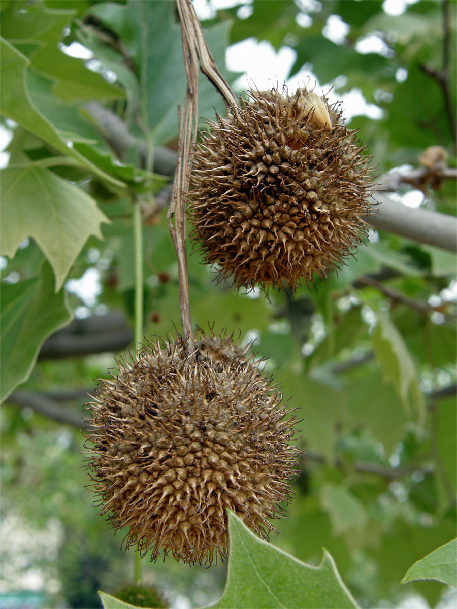 Platan javorolistý (Platanus x hispanica Muenchk.)