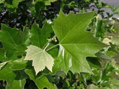 Platan javorolistý (Platanus x hispanica Muenchk.)