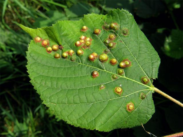 Hálky bejlomorky lipové (Didymomyia reaumuriana)