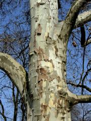 Platan javorolistý (Platanus x hispanica Muenchk.)