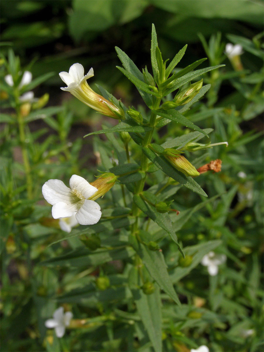 Konitrud lékařský (Gratiola officinalis L.)