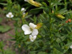 Konitrud lékařský (Gratiola officinalis L.)