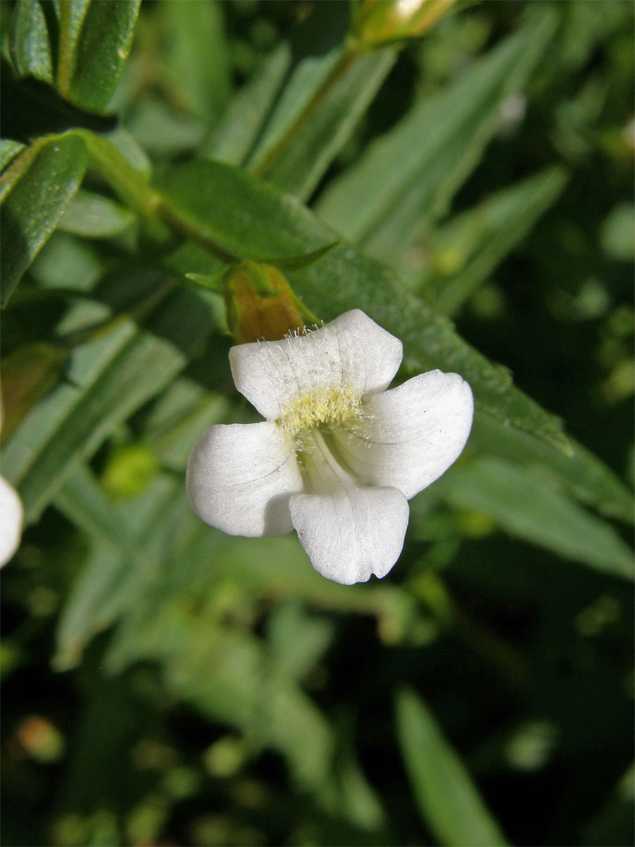 Konitrud lékařský (Gratiola officinalis L.)