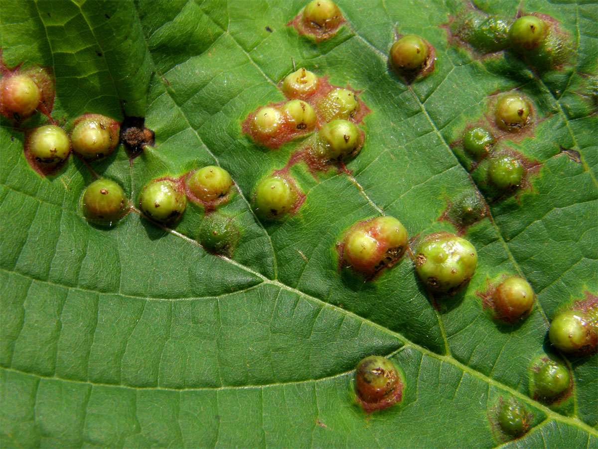 Hálky bejlomorky lipové (Didymomyia reaumuriana)