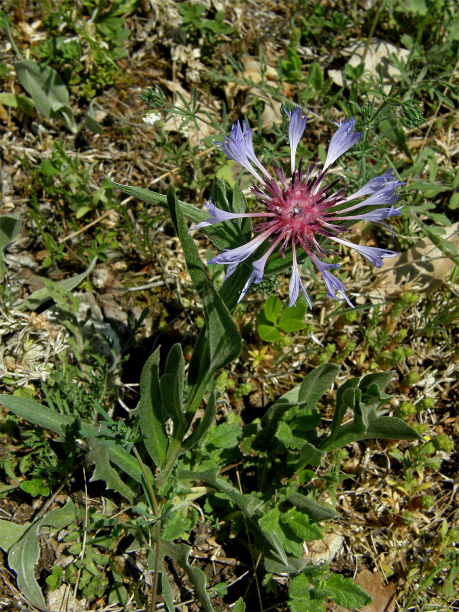 Chrpa chlumní (Centaurea triumfettii All.)