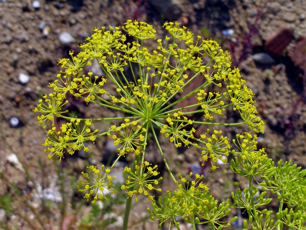 Kopr vonný (Anethum graveolens L.)