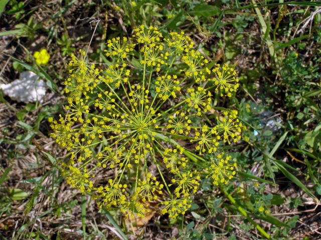 Kopr vonný (Anethum graveolens L.)