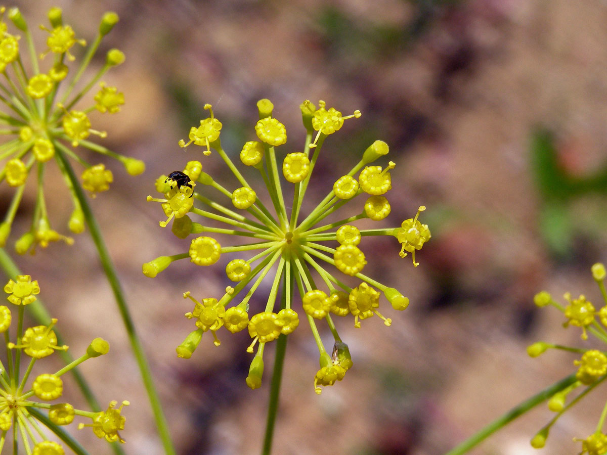 Kopr vonný (Anethum graveolens L.)