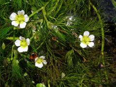 Lakušník niťolistý (Batrachium trichophyllum (Chaix) van den Bosch)