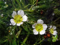 Lakušník niťolistý (Batrachium trichophyllum (Chaix) van den Bosch)