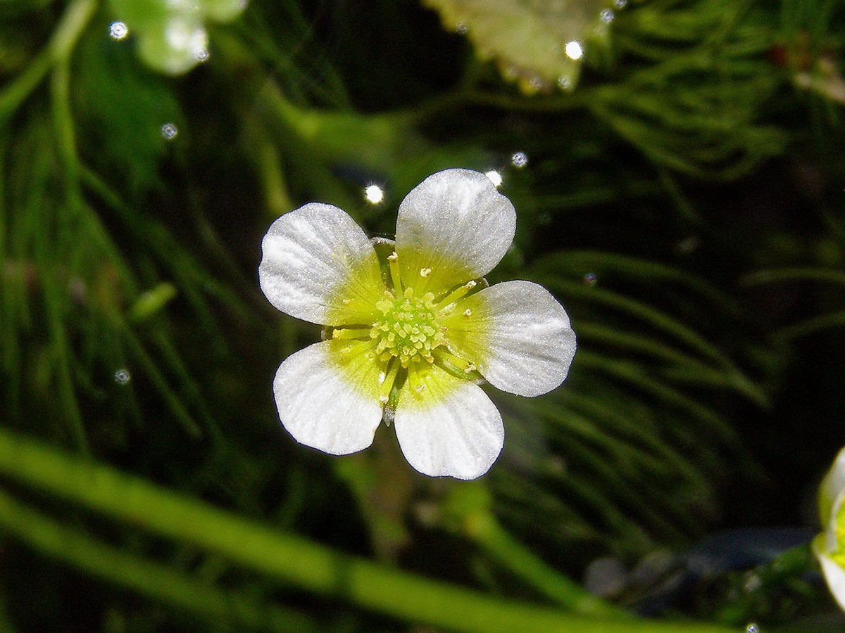 Lakušník niťolistý (Batrachium trichophyllum (Chaix) van den Bosch)