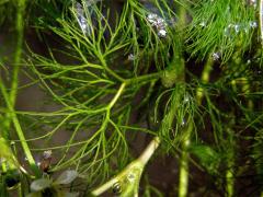 Lakušník niťolistý (Batrachium trichophyllum (Chaix) van den Bosch)
