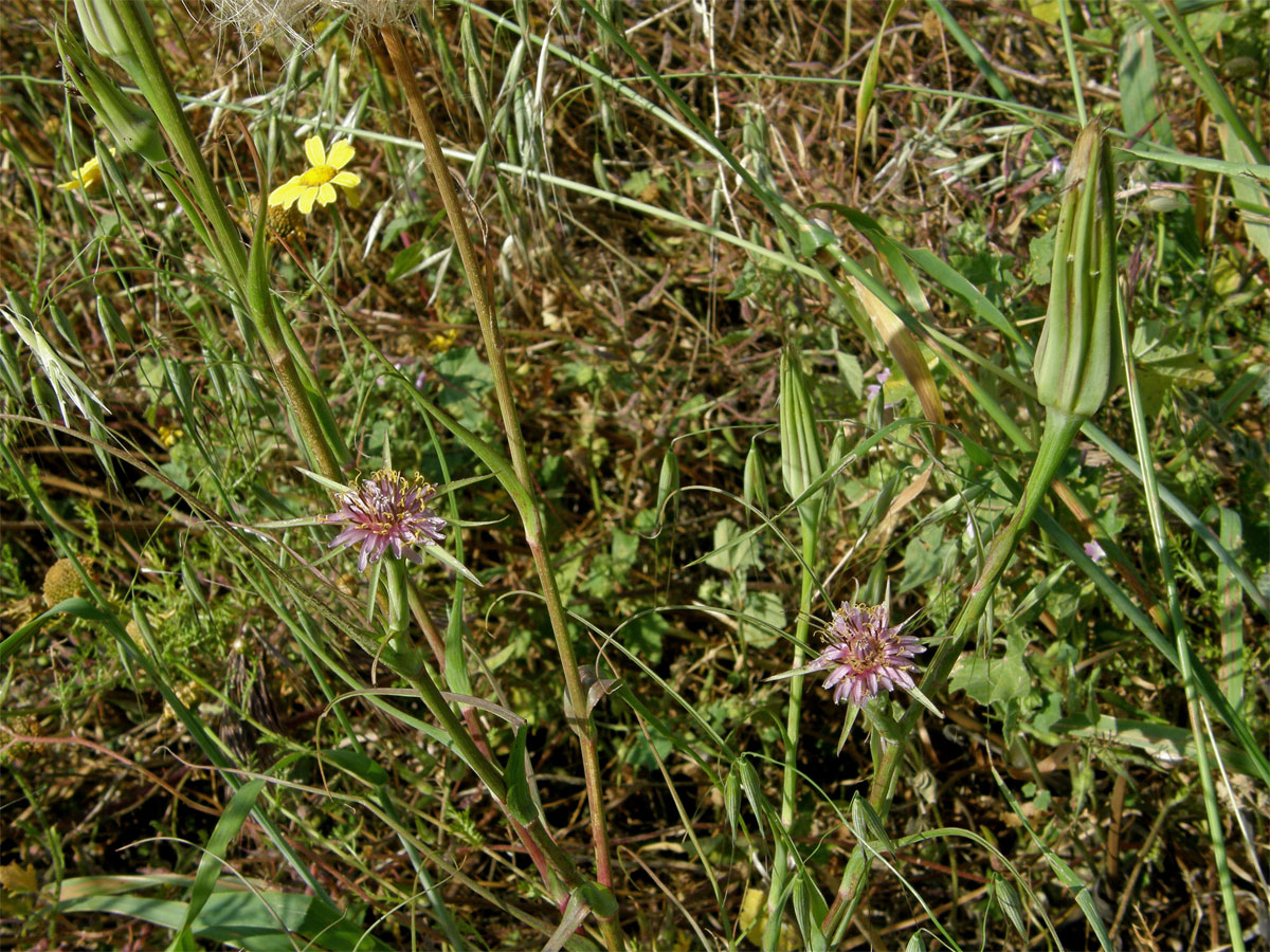 Kozí brada pórolistá (Tragopogon porrifolius L.)