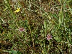 Kozí brada pórolistá (Tragopogon porrifolius L.)