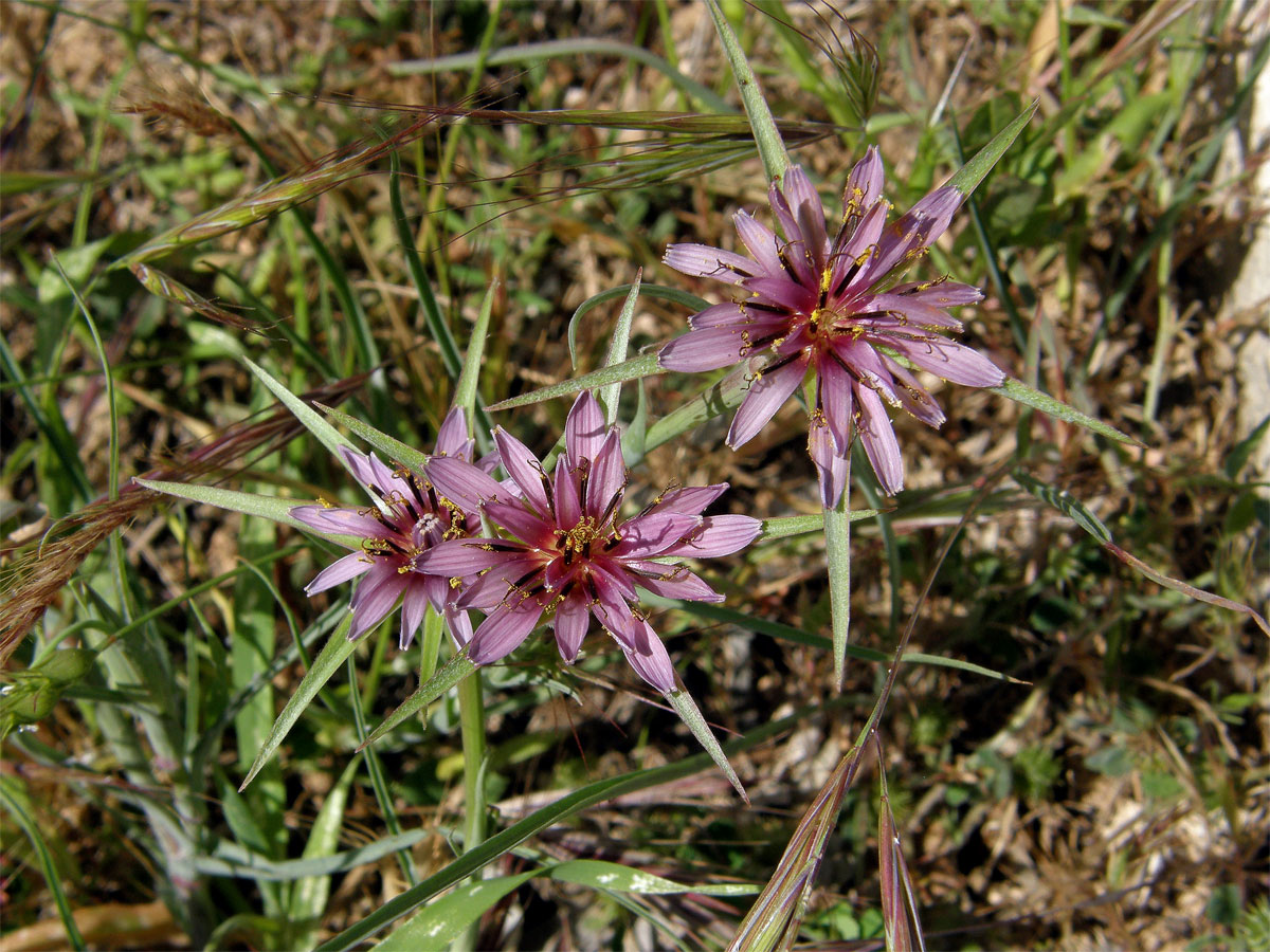 Kozí brada pórolistá (Tragopogon porrifolius L.)