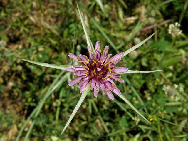 Kozí brada pórolistá (Tragopogon porrifolius L.)