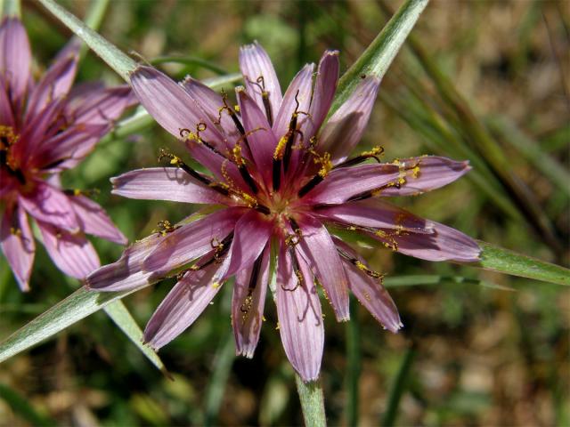 Kozí brada pórolistá (Tragopogon porrifolius L.)