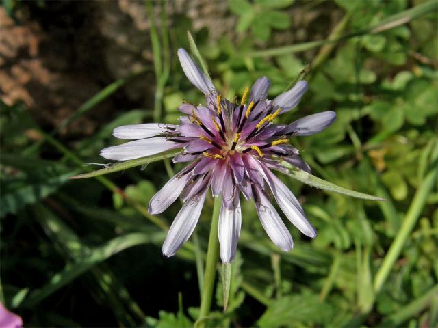 Kozí brada pórolistá (Tragopogon porrifolius L.)