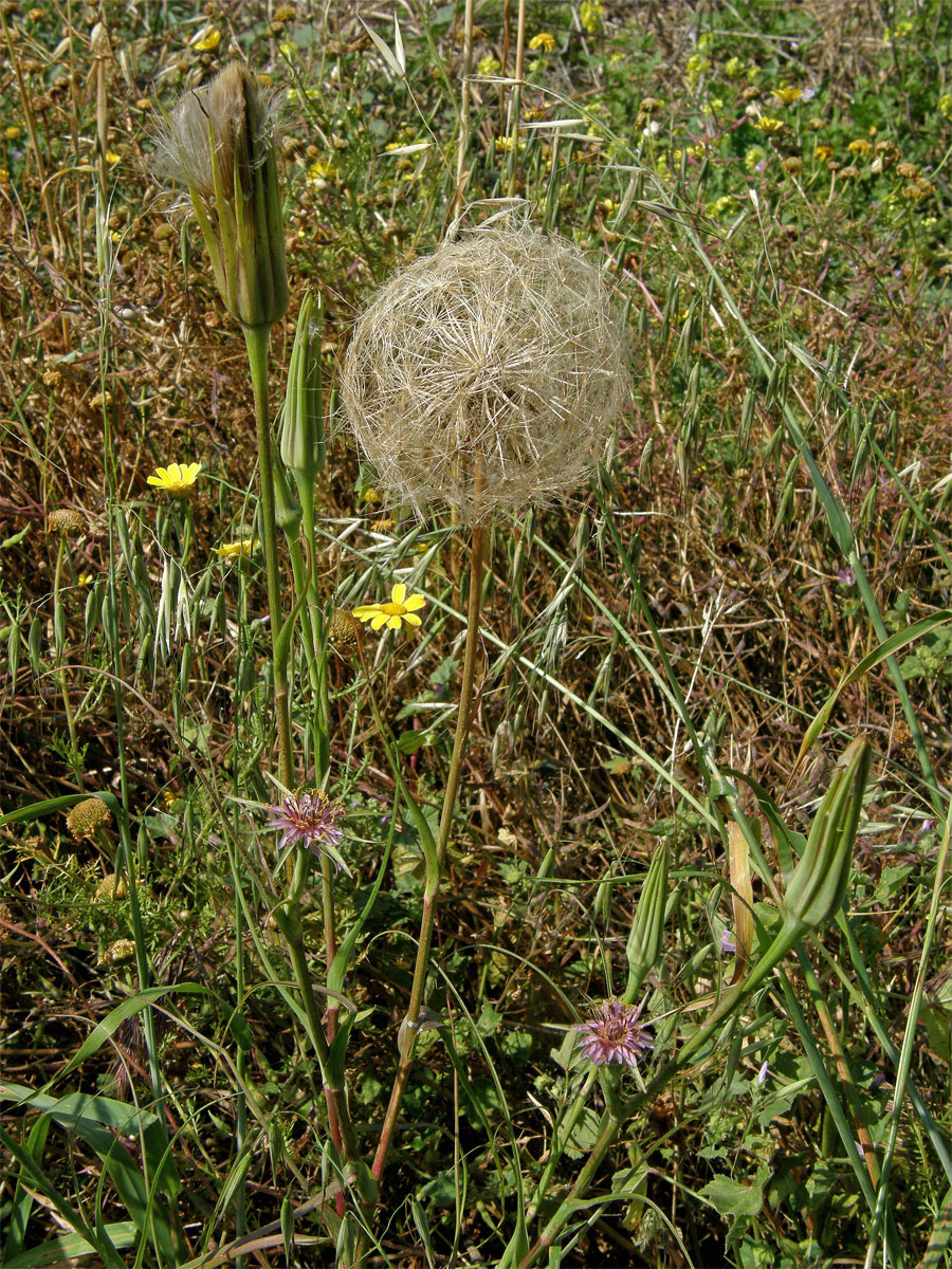 Kozí brada pórolistá (Tragopogon porrifolius L.)