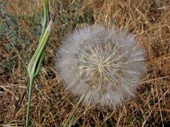 Kozí brada pórolistá (Tragopogon porrifolius L.)