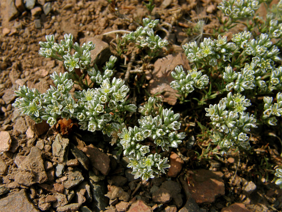 Chmerek vytrvalý (Scleranthus perennis L.)