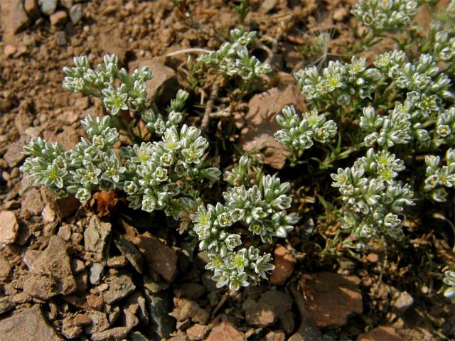 Chmerek vytrvalý (Scleranthus perennis L.)