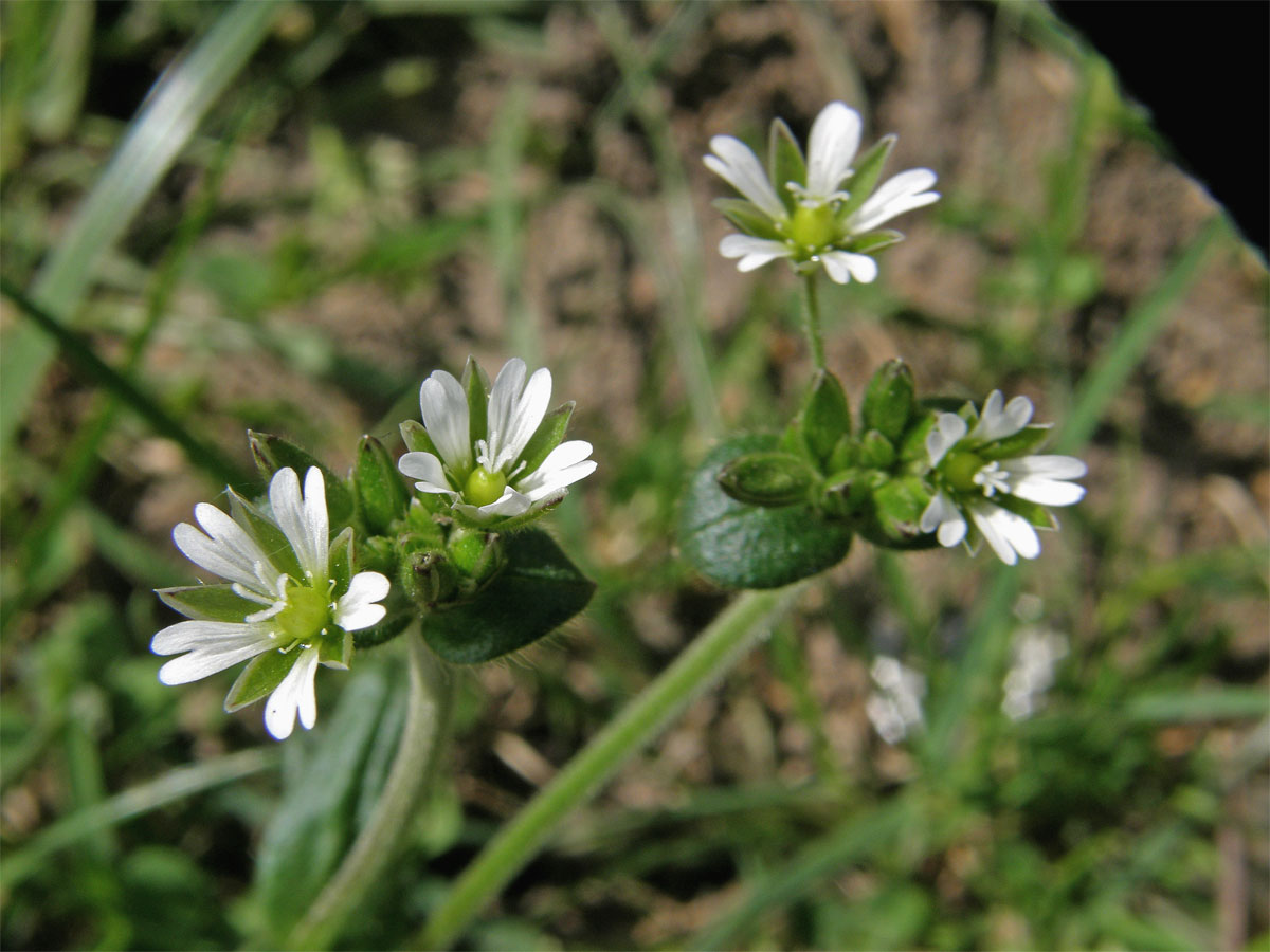 Rožec obecný (Cerastium holosteroides Fries)