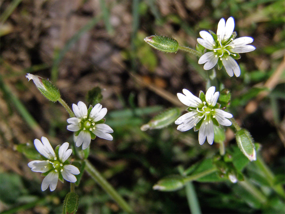 Rožec obecný (Cerastium holosteroides Fries)