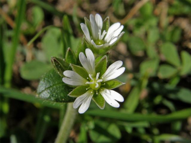 Rožec obecný (Cerastium holosteroides Fries)