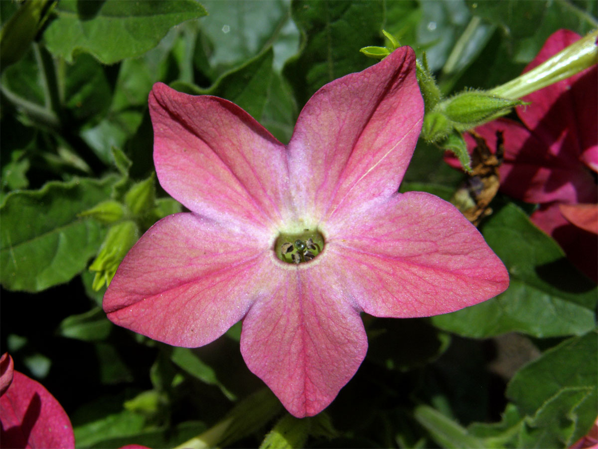 Tabák křídlatý (Nicotiana alata L.)