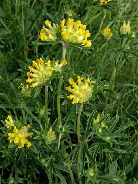 Úročník bolhoj (Anthyllis vulneraria L.)