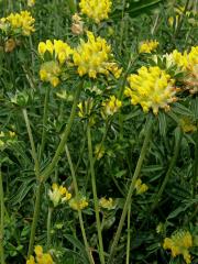 Úročník bolhoj (Anthyllis vulneraria L.)