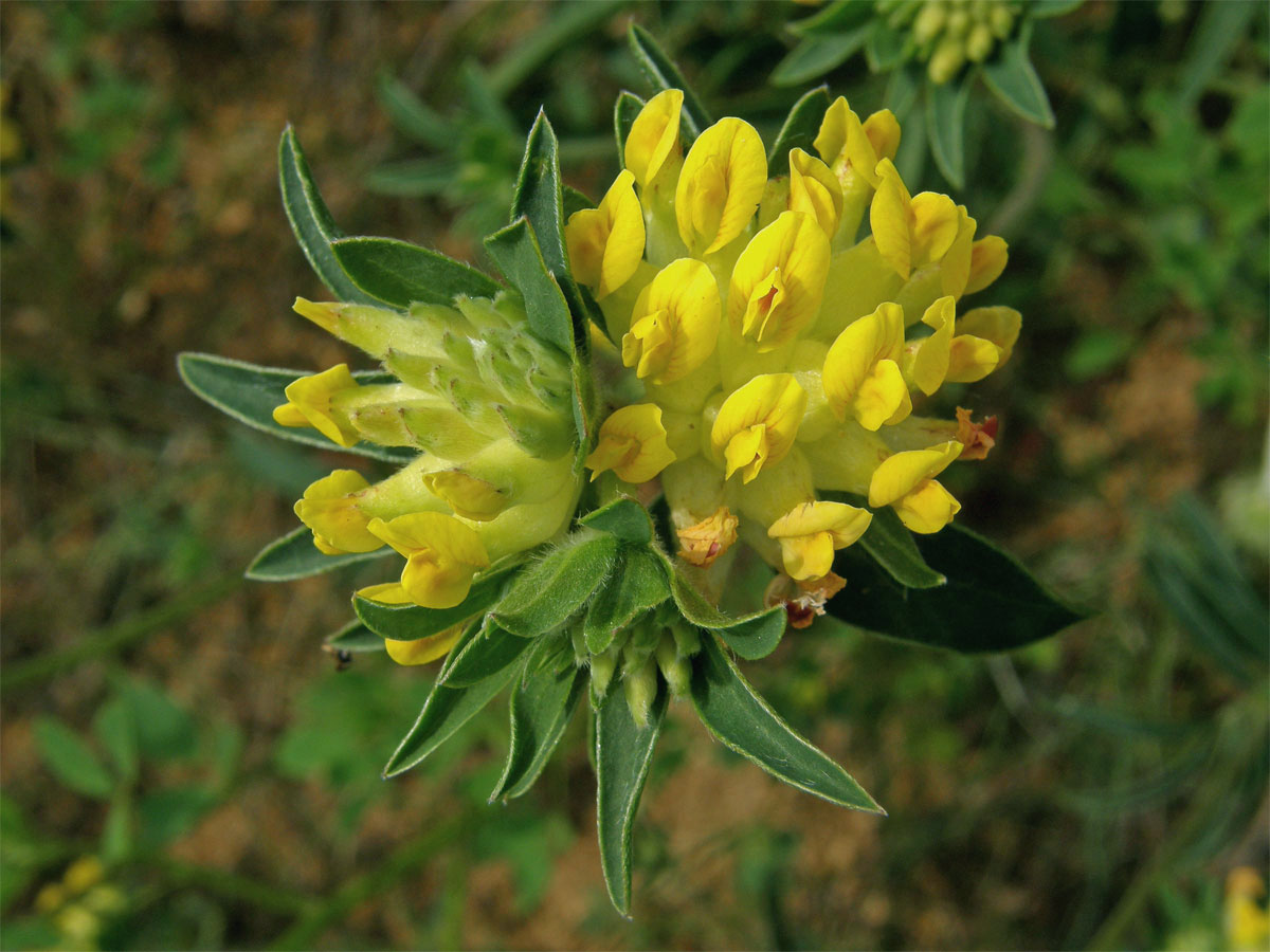 Úročník bolhoj (Anthyllis vulneraria L.)